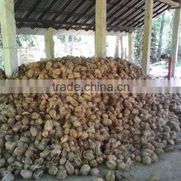 Fresh Coconuts From India photo-5