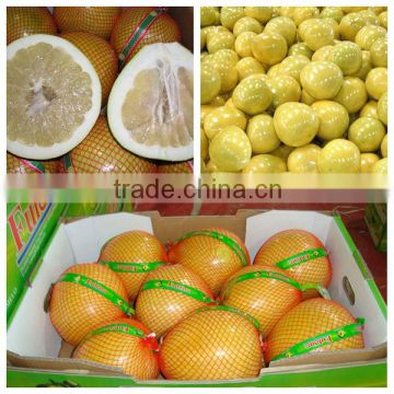 Buy pomelo from professional pomelo factory