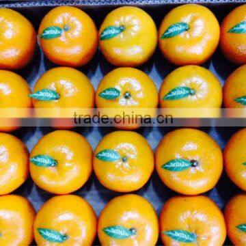 Mandarin