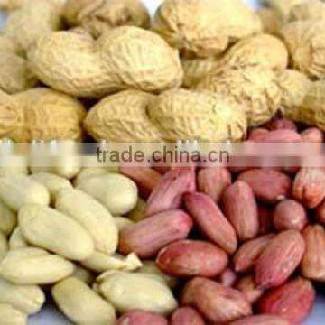 shandong high quality peanut in shell/kernel/blanched peanut kernel