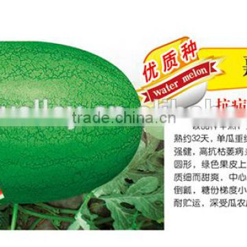 Chinese Hybrid F1 Sweet Watermelon Seed For Growing-Garbo NO.1 F1