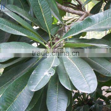Blooming Plumeria Obtusa photo-5