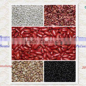 China Raw Material of Canned Beans