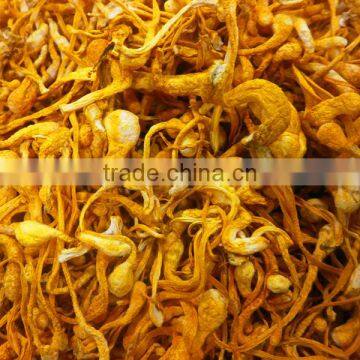 Most Popular Dried Cordyceps militaris