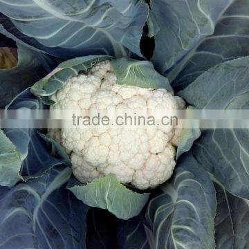 CF55 Genius 55 days early maturity hybrid white cauliflower seeds