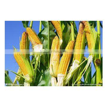 Online Shopping China Plant Growth Regulator 98% TC Mepiquat Chloride photo-5