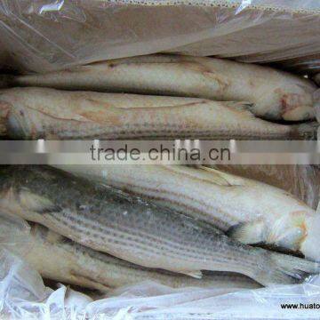 Frozen Grey Mullet