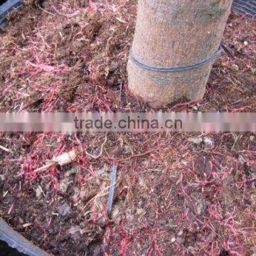 Ficus Religiosa potted rooted