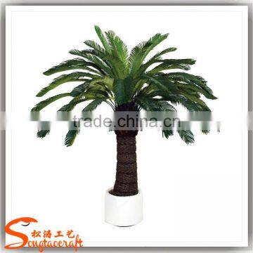 China Suppliers Small Palm Trees Cycas Revoluta Price Cycas Revoluta photo-6