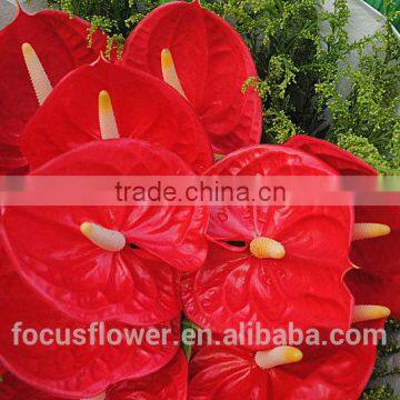 hot selling Natural Fresh Anthurium flowers cut flower for love, anniversary