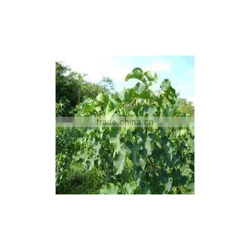 Jatropha Curucs Extract photo-2