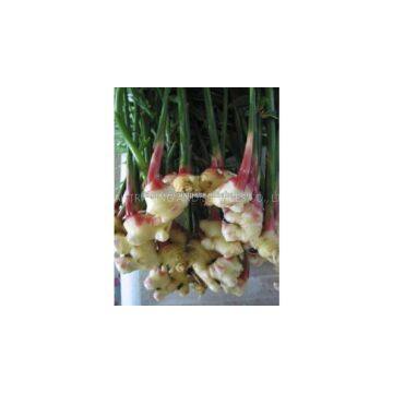 Sell Fresh Young Ginger