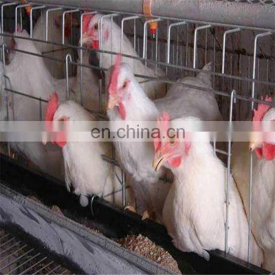 Promotion Broiler Poultry Farm Equipment 6 Months