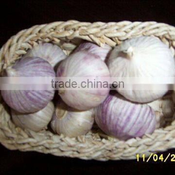 Chinese Fresh Solo Garlic