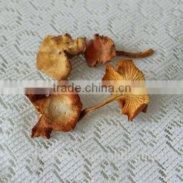 Wild Organic Chanterelle wholesale market Mushrooms import and export goods