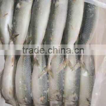 2/3 pieces per kg Frozen Pacific mackerel and scomber japonicus