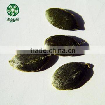 Grade A, AA, AAA Pumpkin Seed European Type GWS