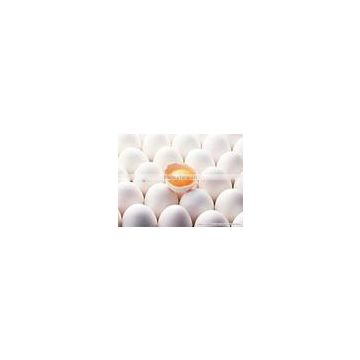 Fresh white Egg wholeSalers