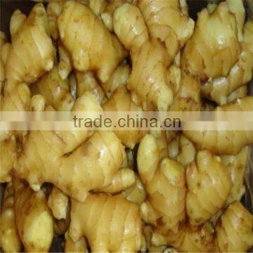 Chinese fresh ginger root for sale