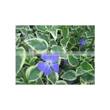 Vinca minor variegata Periwinkle Variegated Lesser Periwinkle Variegated