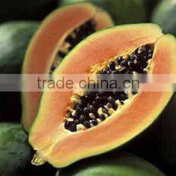 High Quality Papaya Extract Powder