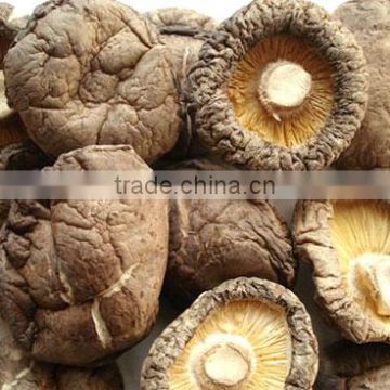 Chinese Herbal Shiitake Mushroom Extract Powder