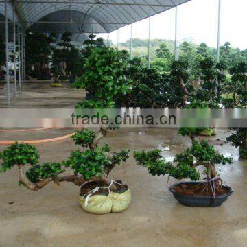 ficus microcarpa