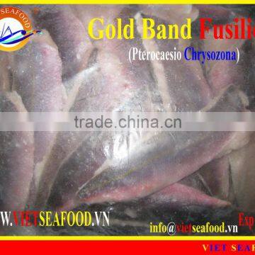 FROZEN GOLD BAND FUSILIER FILLET