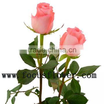 Beautiful fresh cut rose flower high quality natural rose flowers diana for wedding decoration from yunnan