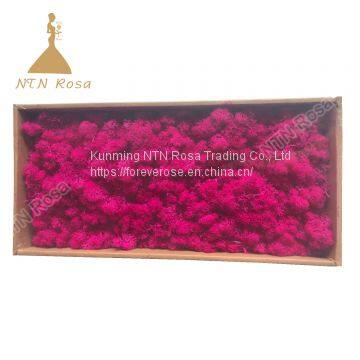 China Most Popuplar Everlasting Moss: The Key to Plant Walls photo-4