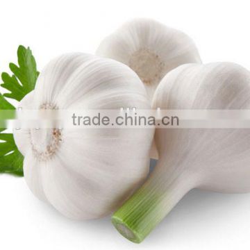 natural black garlic oil factory price