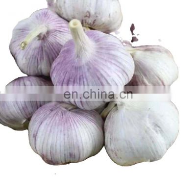 fresh type direct sale new season IQF fresh frozen garlic with reliable price