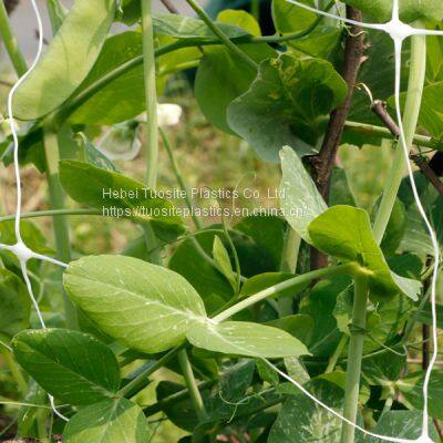 PP Plastic Vegetable Plant Climbing Support Net