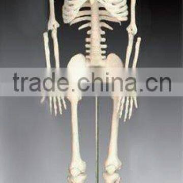 human Skeleton model