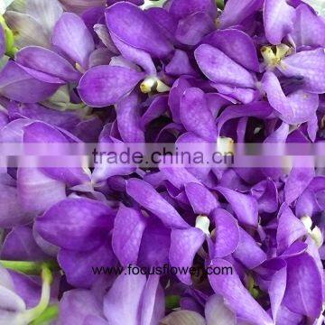 Cheap And Good Blooming Plant Purple Fresh Cut Flowers Orchid Factory Directly Sell