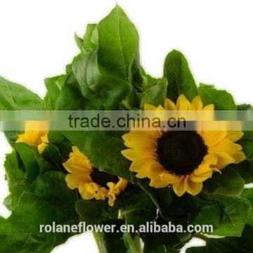 2016 High Quality Fresh Cut Sunflower and other fresh cut Roses From Yunnan