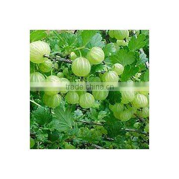 Amla Essential Oil