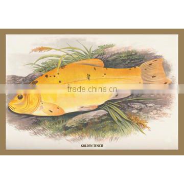 Golden Tench 20x30 poster