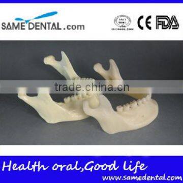 Dental simulation mandibular model DEA-41