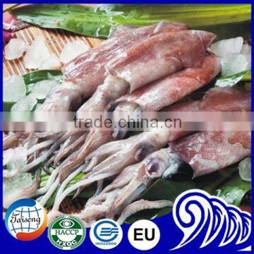 California Frozen Fresh Whole Round Squid With Price photo-2