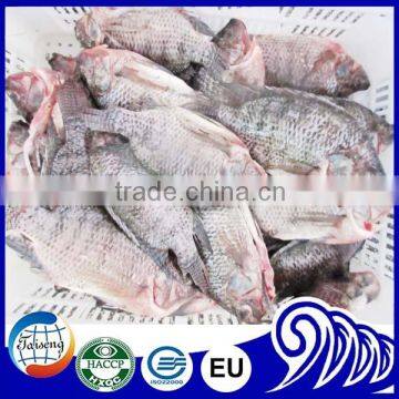 Frozen African Tilapia GS Whole Fish Price