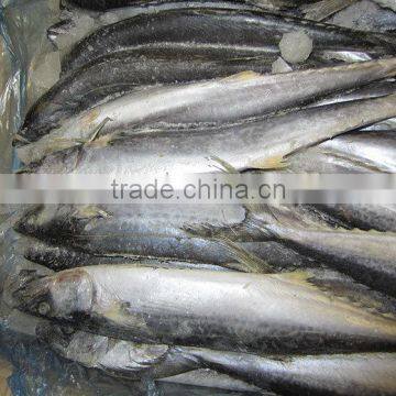 frozen fish for sale king spanish mackerel