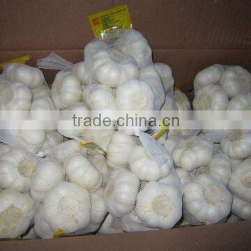 Fresh pure white garlic, Jinxiang Origin