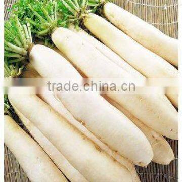 Wholesale White Radish on Sale photo-4