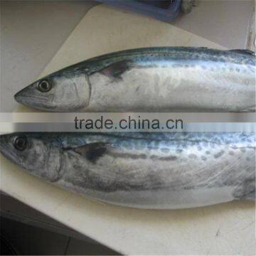 High quality Atlantic Spanish mackerel for sale