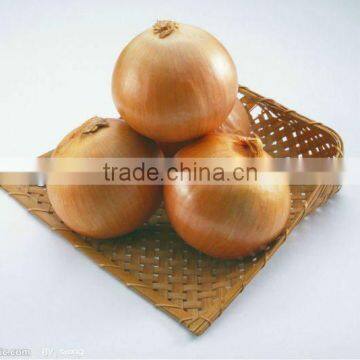 Supply new harvest fresh yellow onion