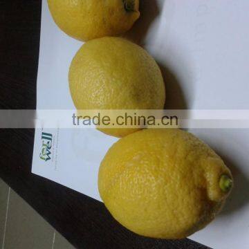 Fresh Lemon