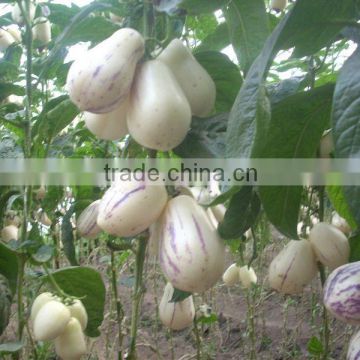 Hybrid F1 Solanum muricatum Pepino Cucumber Seeds For Planting