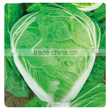 Chinese vegetable hybrid cabbage Seeds green vegetable seeds for planting-Autumn resistance No.2