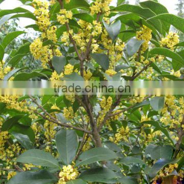 Sweet osmanthus Sweet olive Tea olive Fragrant olive seeds for growing beautiful flower trees